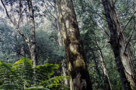Responsible Wood on the Management of Australia’s Native Forests