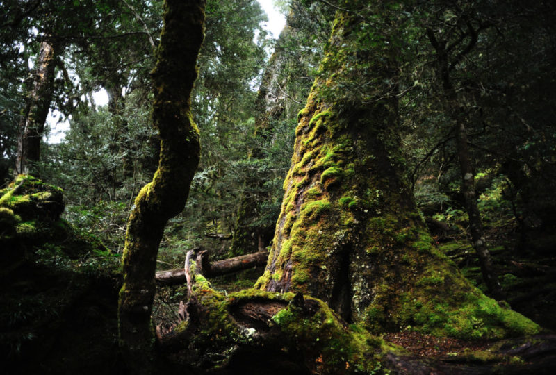 Mossy Forest, Tasmania, Australia,